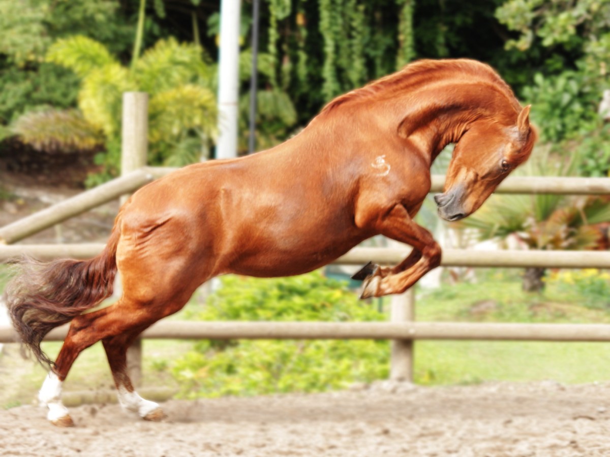 Fotografía de Producto